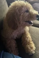 Chase, a male Goldendoodle for sale in Pamplico, SC – 1 of 2