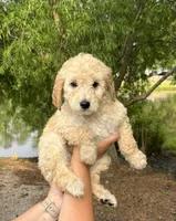Callie, a female Goldendoodle for sale in Pamplico, SC – 1 of 1