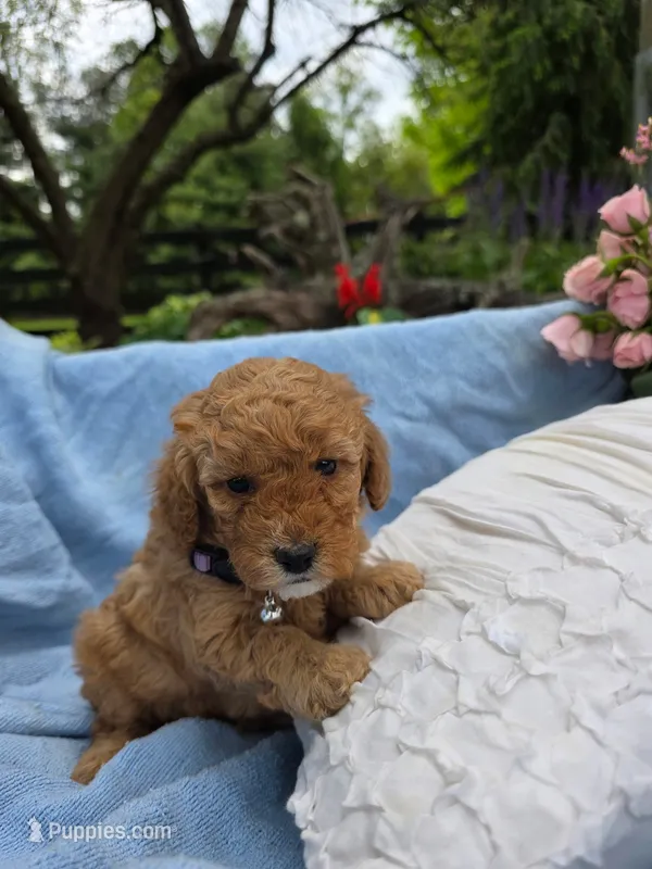 Molly – Poodle - Miniature  puppy for sale in Lancaster, PA