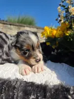 Cody, a male Australian Shepherd for sale in Lancaster, PA – 4 of 4