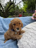 Molly, a female Poodle - Miniature  for sale in Lancaster, PA – 4 of 5