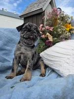 Bonny, a female Pug for sale in Lancaster, PA – 4 of 5