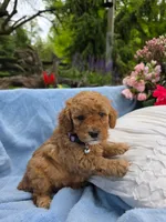 Molly, a female Poodle - Miniature  for sale in Lancaster, PA – 5 of 5