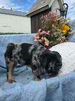 Bonny, a female Pug for sale in Lancaster, PA – 5 of 5