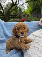 Molly, a female Poodle - Miniature  for sale in Lancaster, PA – 3 of 5