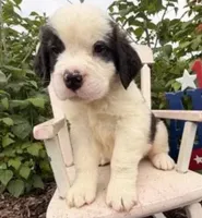 Babbles, a male Saint Bernard for sale in Lancaster, PA – 2 of 2