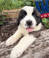 Beep, a male Saint Bernard for sale in Lancaster, PA – 3 of 4