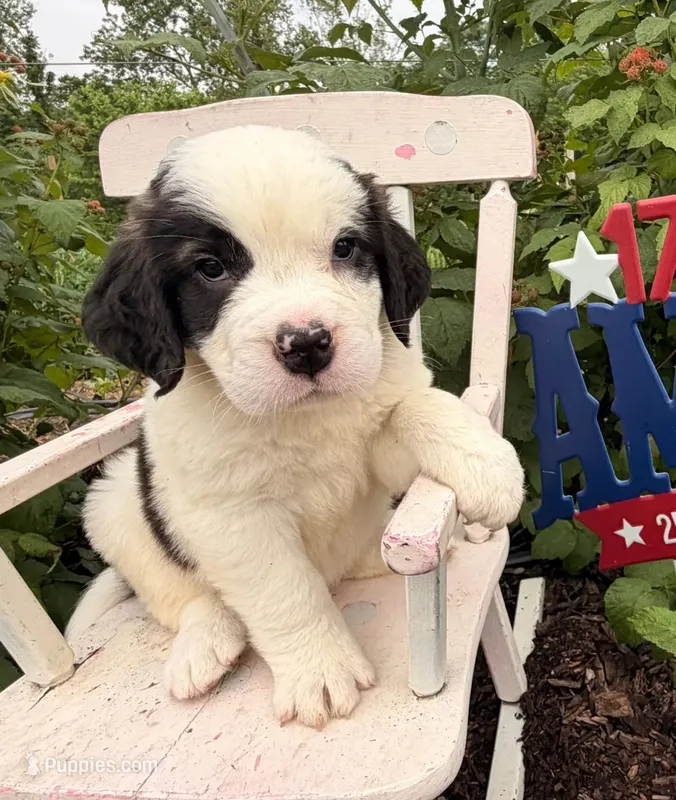 Babbles – Saint Bernard puppy for sale in Lancaster, PA