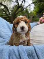Polly, a female Poodle - Miniature  for sale in Lancaster, PA – 1 of 1