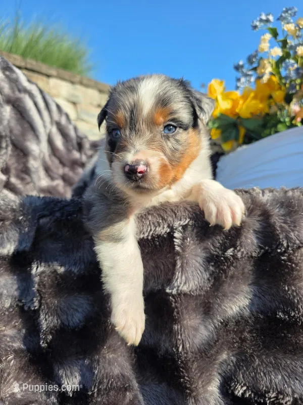 Cody – Australian Shepherd puppy for sale in Lancaster, PA