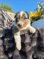 Cody, a male Australian Shepherd for sale in Lancaster, PA – 1 of 4