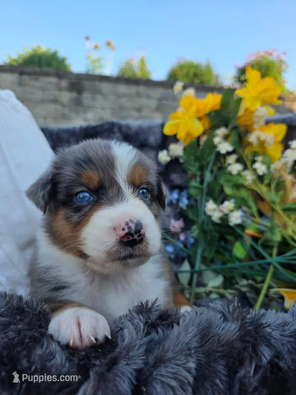 Zane  – Australian Shepherd puppy for sale in Lancaster, PA