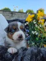Zane , a male Australian Shepherd for sale in Lancaster, PA – 1 of 3