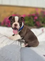 Brownie, a male Boston Terrier for sale in Lancaster, PA – 1 of 1