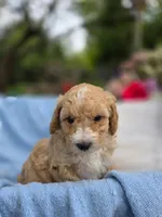 Maisy, a female Poodle - Miniature  for sale in Lancaster, PA – 2 of 5