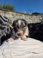 Cody, a male Australian Shepherd for sale in Lancaster, PA – 2 of 4