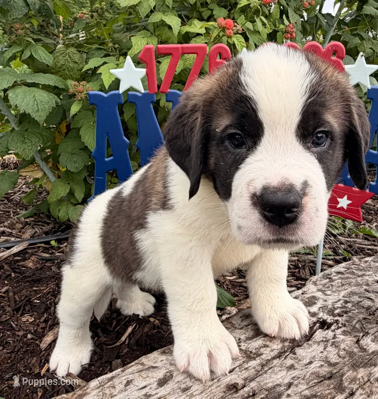 Boxer – Saint Bernard puppy for sale in Lancaster, PA