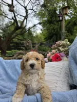 Maisy, a female Poodle - Miniature  for sale in Lancaster, PA – 5 of 5