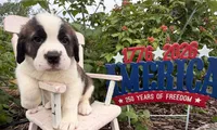 Boxer, a male Saint Bernard for sale in Lancaster, PA – 2 of 3