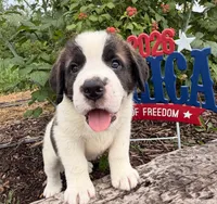 Boxer, a male Saint Bernard for sale in Lancaster, PA – 3 of 3