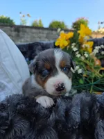 Zane , a male Australian Shepherd for sale in Lancaster, PA – 3 of 3