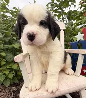 Babbles, a female Saint Bernard for sale in Lancaster, PA – 3 of 3