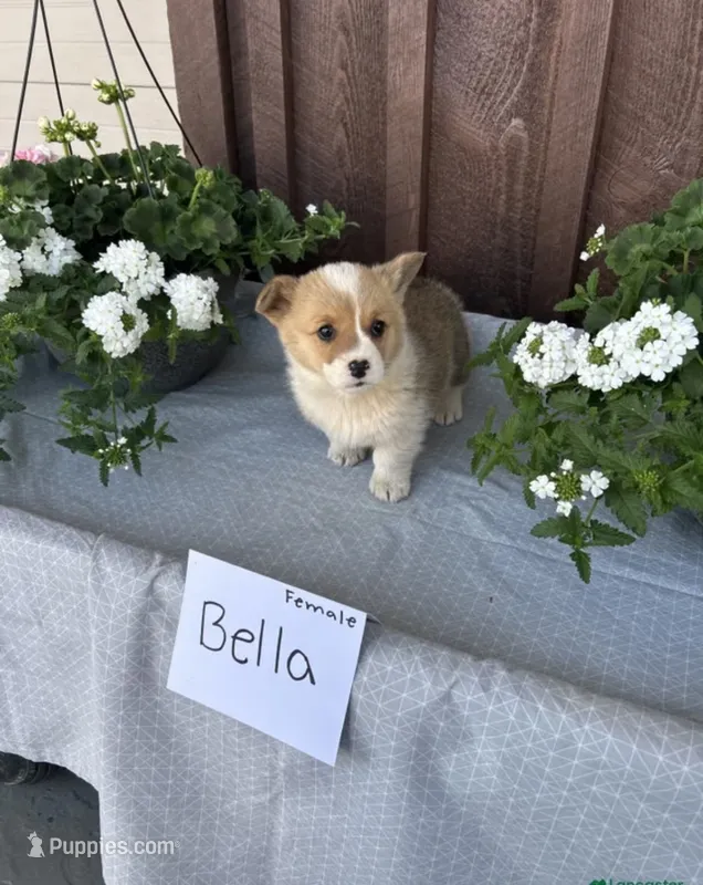 Bella – Pembroke Welsh Corgi puppy for sale in Lancaster, PA