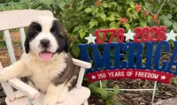 Beep, a male Saint Bernard for sale in Lancaster, PA – 4 of 4