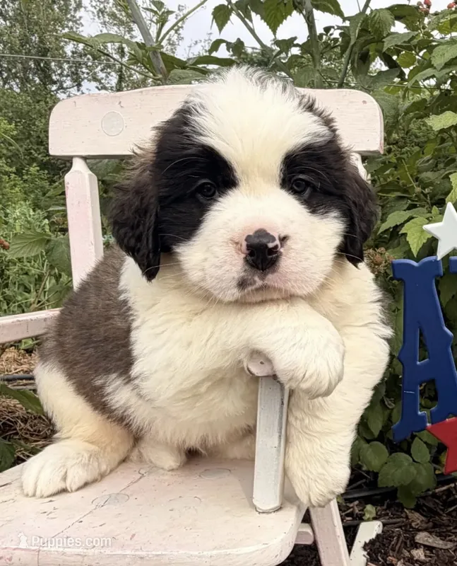 Bubba – Saint Bernard puppy for sale in Lancaster, PA