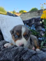 Zane , a male Australian Shepherd for sale in Lancaster, PA – 2 of 3