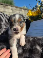 Cody, a male Australian Shepherd for sale in Lancaster, PA – 3 of 4
