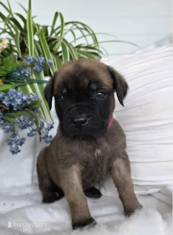 Jemimah – English Mastiff puppy for sale in Lancaster, PA