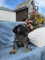 Bonny, a female Pug for sale in Lancaster, PA – 1 of 5