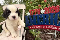 Babbles, a female Saint Bernard for sale in Lancaster, PA – 2 of 3