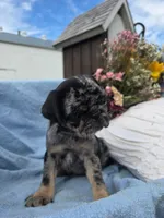 Bonny, a female Pug for sale in Lancaster, PA – 3 of 5