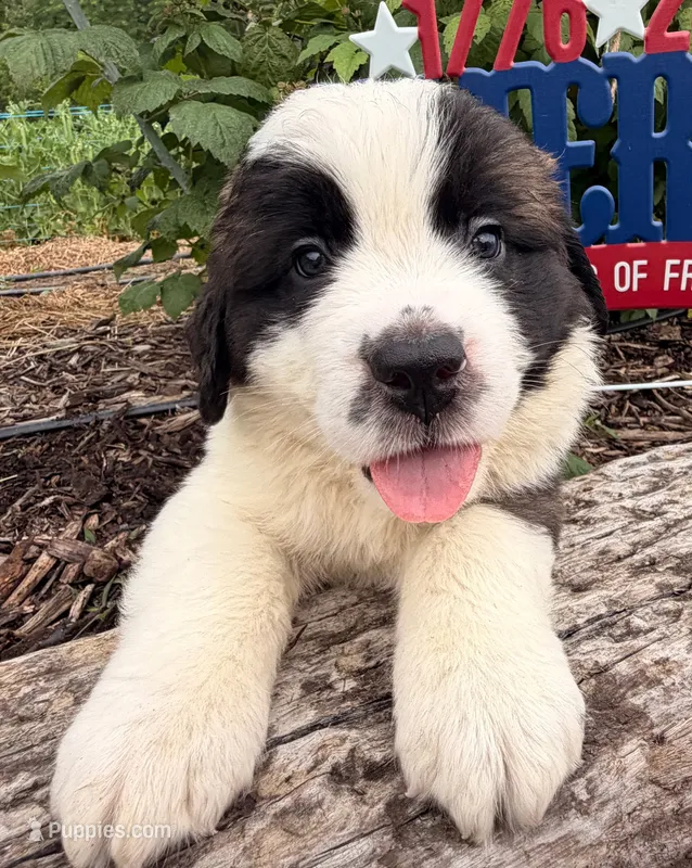 Beep – Saint Bernard puppy for sale in Lancaster, PA