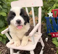 Beep, a male Saint Bernard for sale in Lancaster, PA – 2 of 4