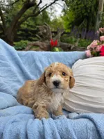 Maisy, a female Poodle - Miniature  for sale in Lancaster, PA – 4 of 5