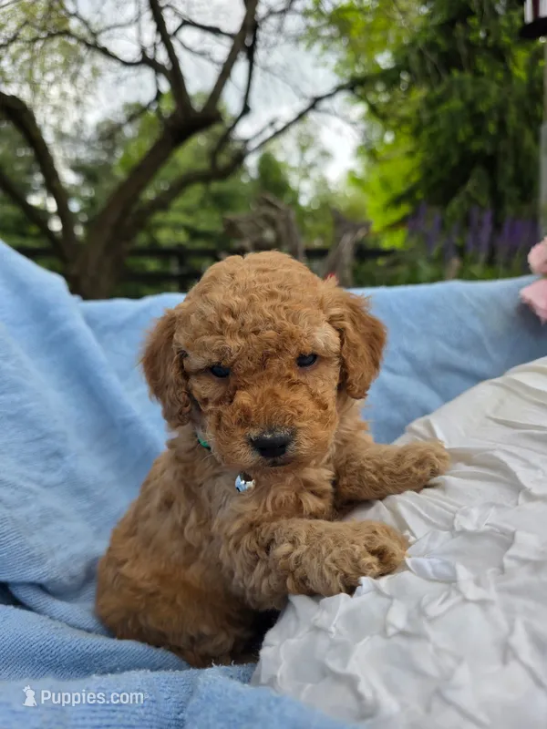 Rigby , a male Poodle - Miniature  for sale in Lancaster, PA – 1 of 1