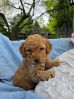 Rigby , a male Poodle - Miniature  for sale in Lancaster, PA – 1 of 1