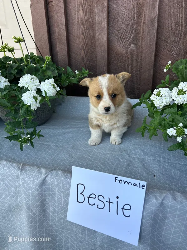 Bestie – Pembroke Welsh Corgi puppy for sale in Lancaster, PA