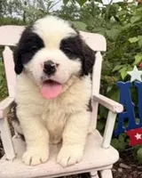 Bubba, a male Saint Bernard for sale in Lancaster, PA – 2 of 2