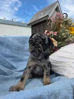 Bonny, a female Pug for sale in Lancaster, PA – 2 of 5