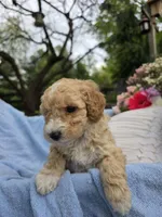 Maisy, a female Poodle - Miniature  for sale in Lancaster, PA – 3 of 5
