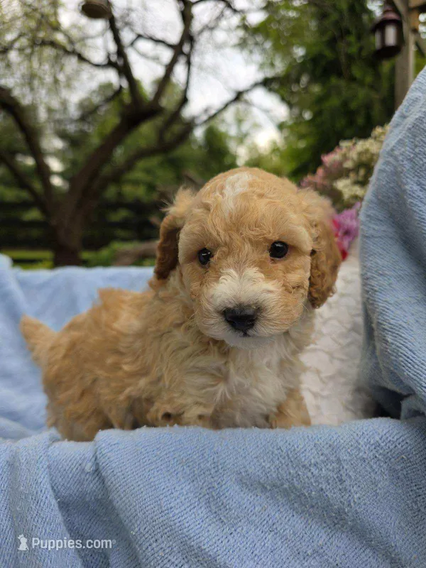 Maisy – Poodle - Miniature  puppy for sale in Lancaster, PA