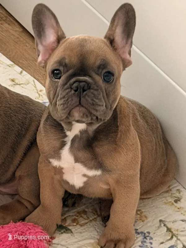 Robin  – French Bulldog puppy for sale in Ocala, FL