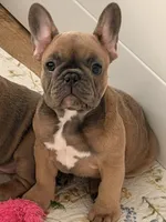Robin , a female French Bulldog for sale in Ocala, FL – 2 of 9