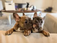 Robin , a female French Bulldog for sale in Ocala, FL – 5 of 9