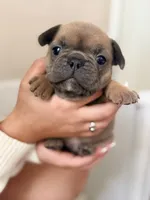 Robin , a female French Bulldog for sale in Ocala, FL – 5 of 7