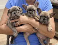 Robin , a female French Bulldog for sale in Ocala, FL – 8 of 9